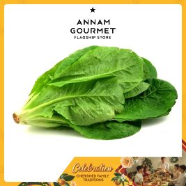 Romaine Lettuce Organic