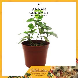 Bubon Pot Plant 03