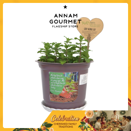 Watermint Plant (Pcs)