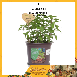 Thai Basil Plant (Pcs)
