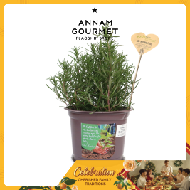 Rosemary Plant (pot)