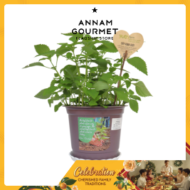 Lemon balm Plant (Pcs)