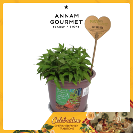 Vietnamese Cilantro/Coriander Plant (Pcs)